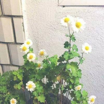 仙魔神域qq版下载